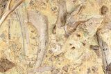 Dinosaur Tendons and Bones in Sandstone - Wyoming #228358-9